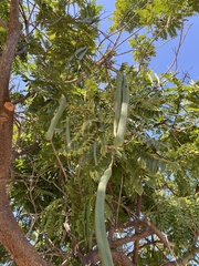 Cassia leptophylla