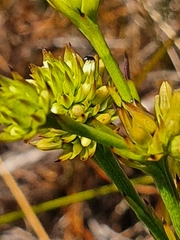 Thesium aggregatum