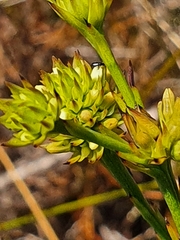 Thesium aggregatum