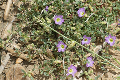 Lythrum flexuosum
