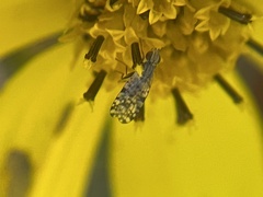 Dioxyna picciola