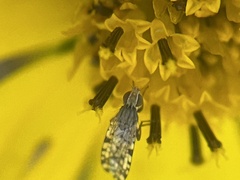 Dioxyna picciola