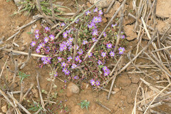Lythrum flexuosum