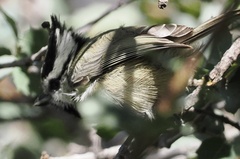 Baeolophus wollweberi