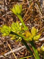 Thesium aggregatum