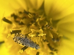 Dioxyna picciola