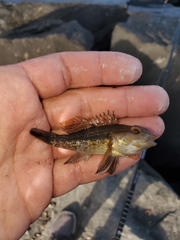 Centropristis striata