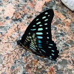 Graphium chironides