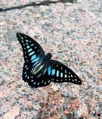 Graphium chironides