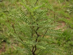 Prosopis flexuosa
