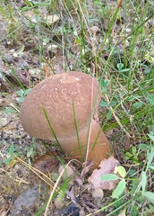 Lycoperdon utriforme