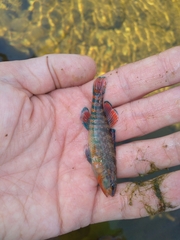 Etheostoma caeruleum