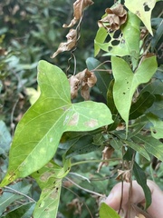 Neolasioptera convolvuli