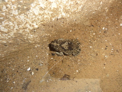 Rhinella