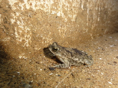 Rhinella