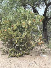 Opuntia quimilo