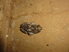 Rhinella