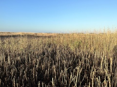 Phragmites australis
