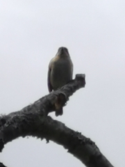 Schistochlamys melanopis