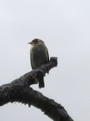 Schistochlamys melanopis