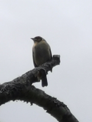 Schistochlamys melanopis