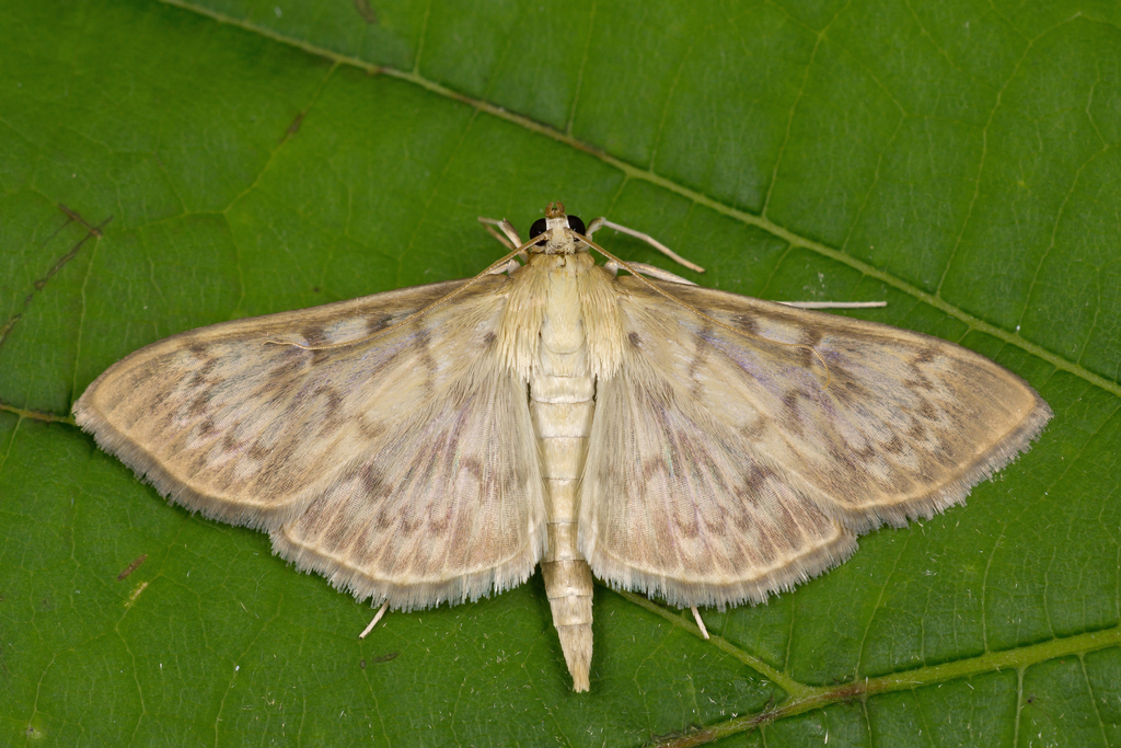 Patania