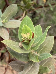 Arctostaphylos regismontana