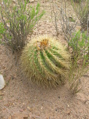 Parodia maassii