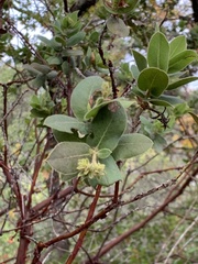 Arctostaphylos regismontana