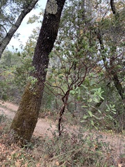 Arctostaphylos regismontana