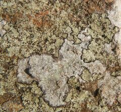 Lecanora soralifera