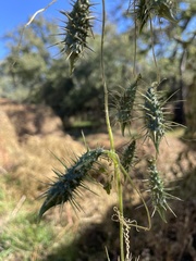 Echinopepon wrightii