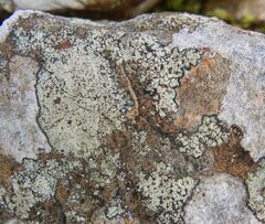 Lecanora soralifera