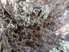 Asplenium subglandulosum