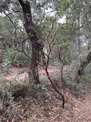 Arctostaphylos regismontana