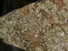 Lecanora soralifera