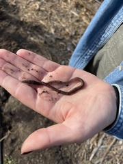 Lumbricus terrestris