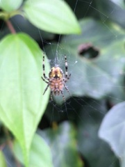 Araneus ventricosus