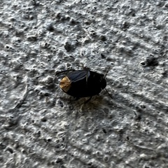Pangaeus bilineatus