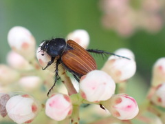 Phyllotocus rufipennis