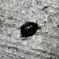 Pangaeus bilineatus