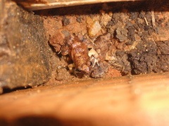 Physalaemus cuvieri