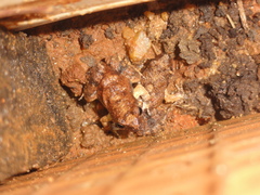 Physalaemus cuvieri