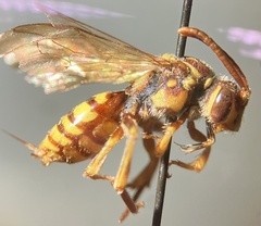 Nomada