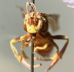 Nomada