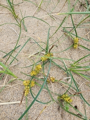 Carex pumila