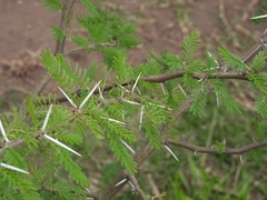 Vachellia caven