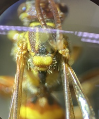 Nomada