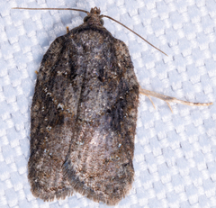 Acleris chalybeana