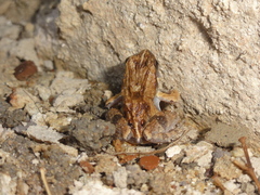 Physalaemus cuvieri